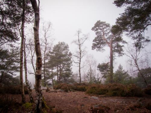 5 boussoles naturelles pour s’orienter en pleine nature 12 Lorsque le ciel est illisible, les indices végétaux et animaux vous permettront de retrouver votre chemin.