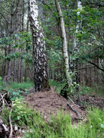 5 boussoles naturelles pour s’orienter en pleine nature 10 Les fourmilières sont stratégiquement installées pour capter le plus de soleil possible