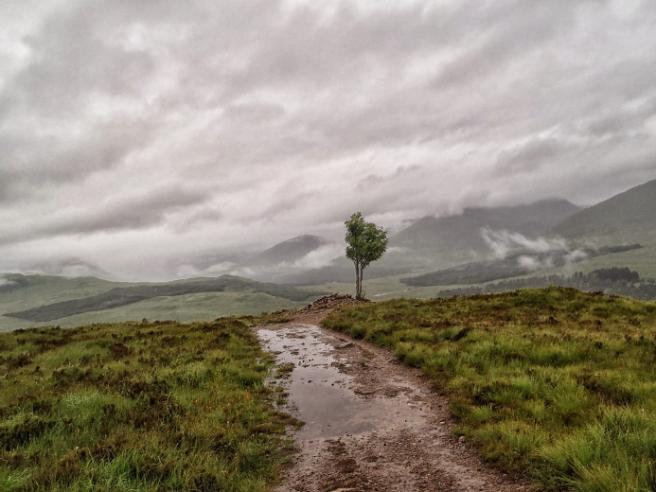 5 boussoles naturelles pour s’orienter en pleine nature 7 Soumis aux vents dominants provenant du Sud-Ouest, cet arbre isolé des Highlands présente une asymétrie indiquant le Nord-Est.