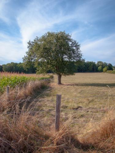 5 boussoles naturelles pour s’orienter en pleine nature 6 La frondaison de ce pommier est plus fournie du côté Sud