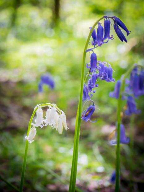 5 boussoles naturelles pour s’orienter en pleine nature 9 Sous la canopée, les jacinthes des bois sont un indice robuste de par leur abondance.