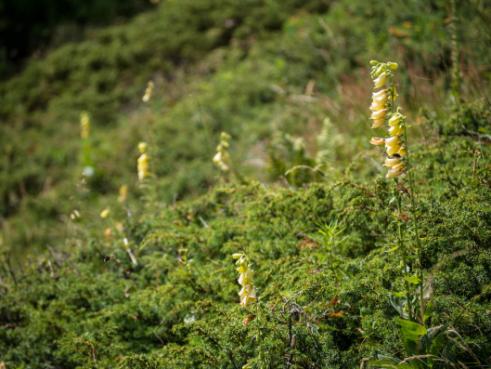 5 boussoles naturelles pour s’orienter en pleine nature 8 Les digitales sont parmi les meilleures boussoles naturelles