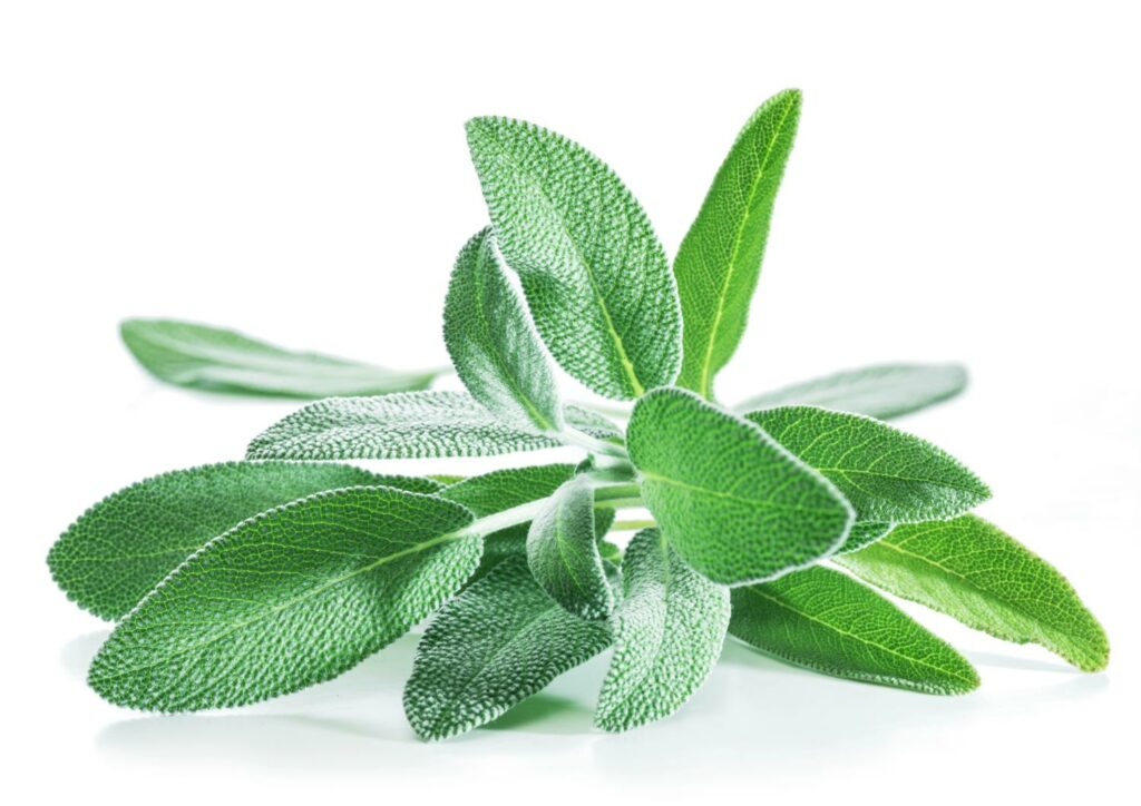 plantes médicinales