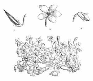 oxalis corniculée
