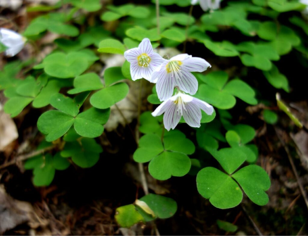Oxalis Acostella