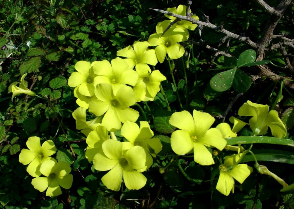 Oxalis pes-caprae