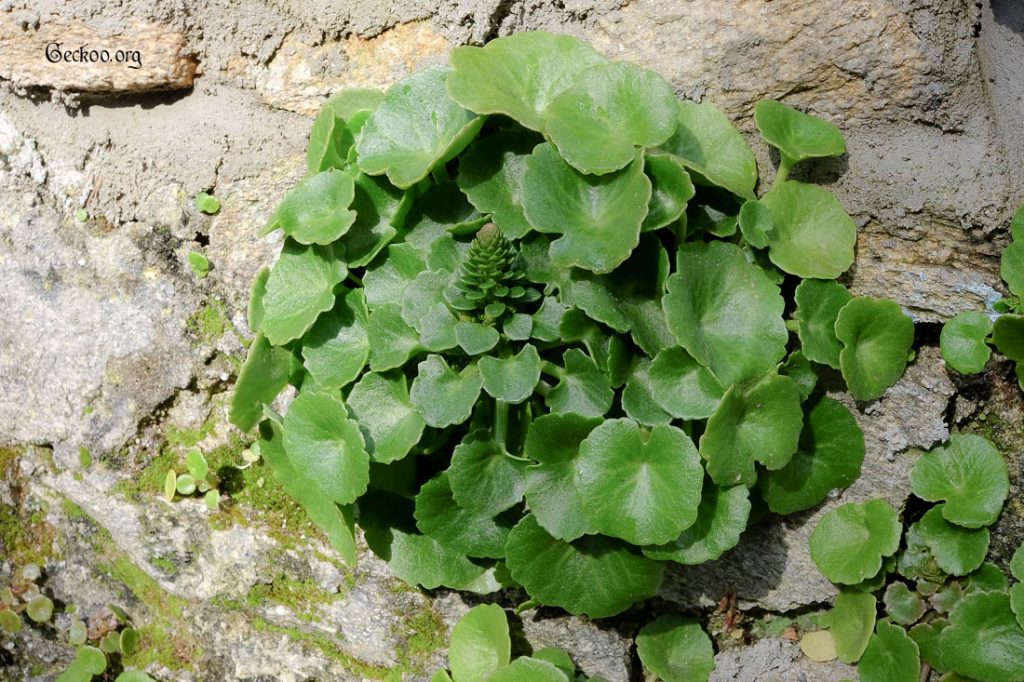 Plante comestible nombril de vénus umbilicus rupestris