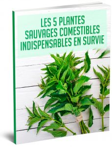 plantes sauvages comestibles guide