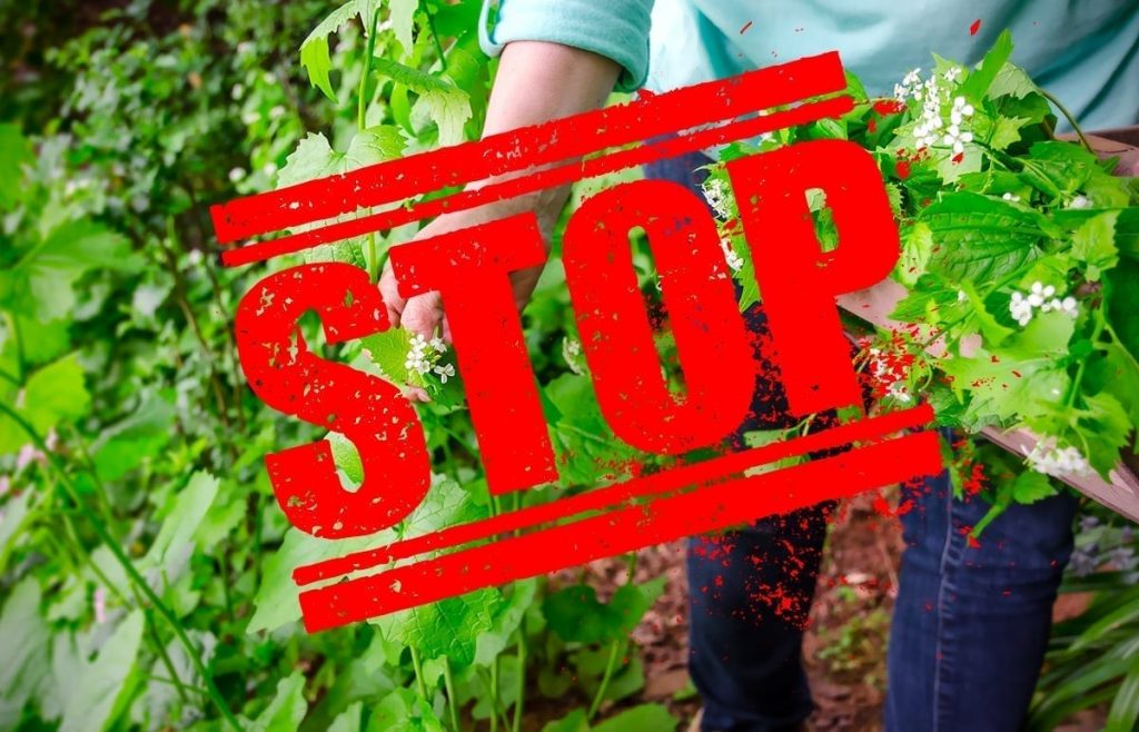 stop erreur plantes sauvages