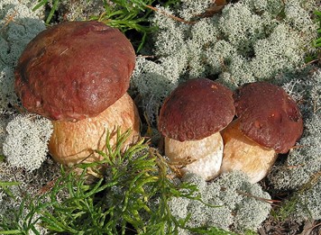 Champignons comestibles - Cèpes des pins chapeau cuivré et ridé pied tassé