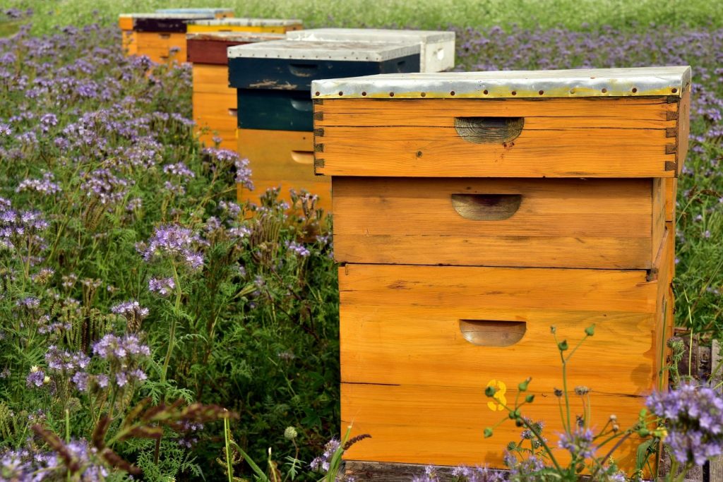 ruche d'abeilles apiculteur apiculture miel