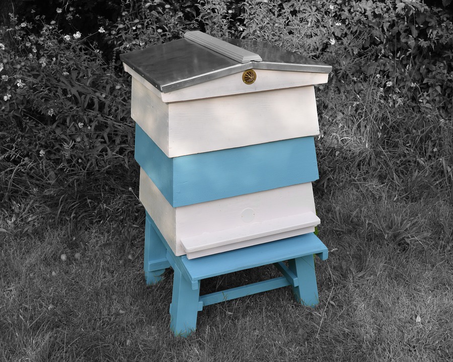 ruche abeilles d'occasion apiculture