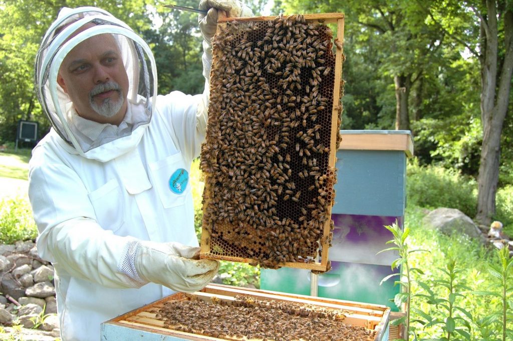 beekeeper 682944 1920