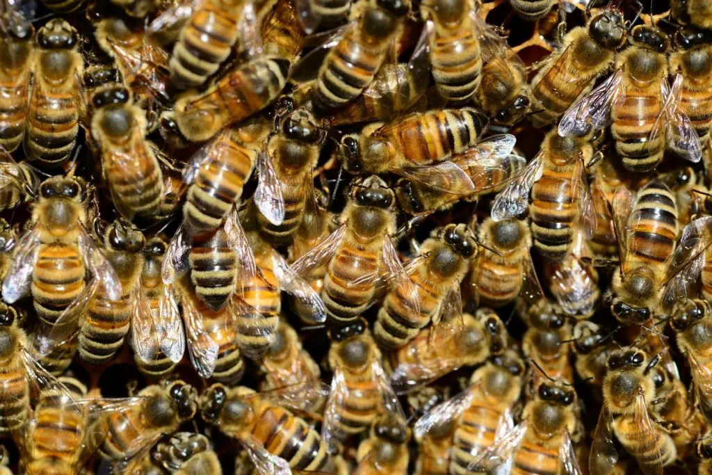 L'abeille, de l'individu à la ruche, un animal indispensable pourtant  fragilisé