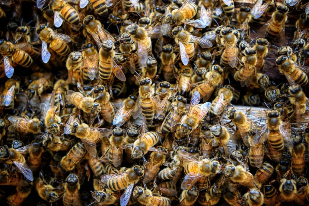abeilles Buckfast