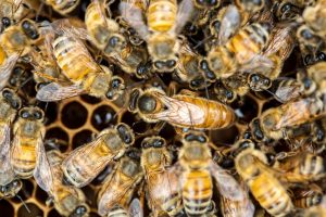 reine abeille apiculture caractère