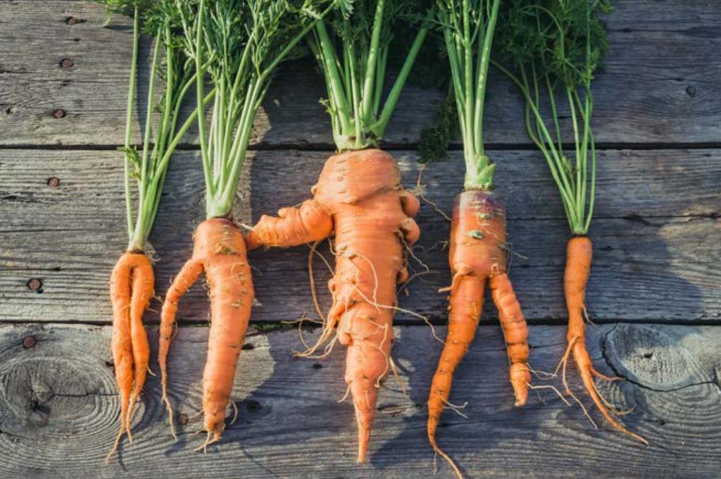 carottes potager graines jardin
