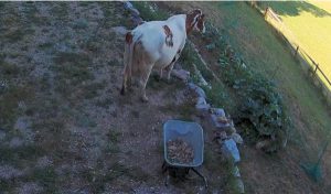 Les vaches de mon voisin paysan