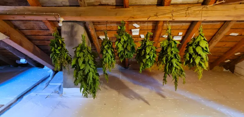 Comment sécher tes plantes sauvages en 4 étapes simples ! 1 image5