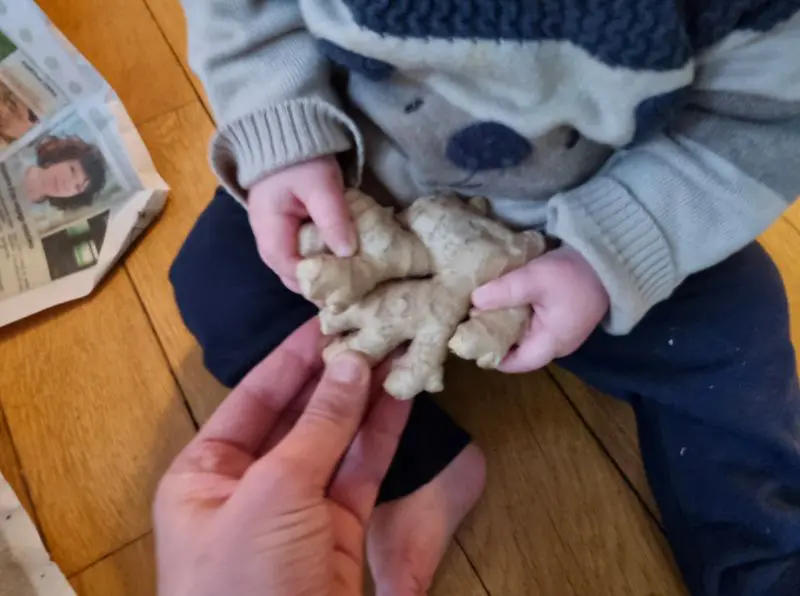 5 étapes pour faire pousser du gingembre 1 Enfant gingembre
