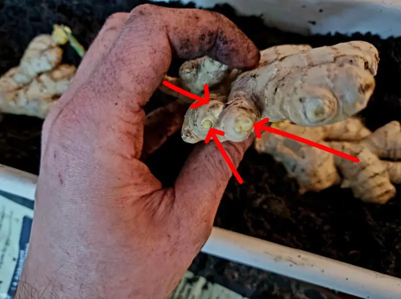 5 étapes pour faire pousser du gingembre 2 Gingembre bourgeons