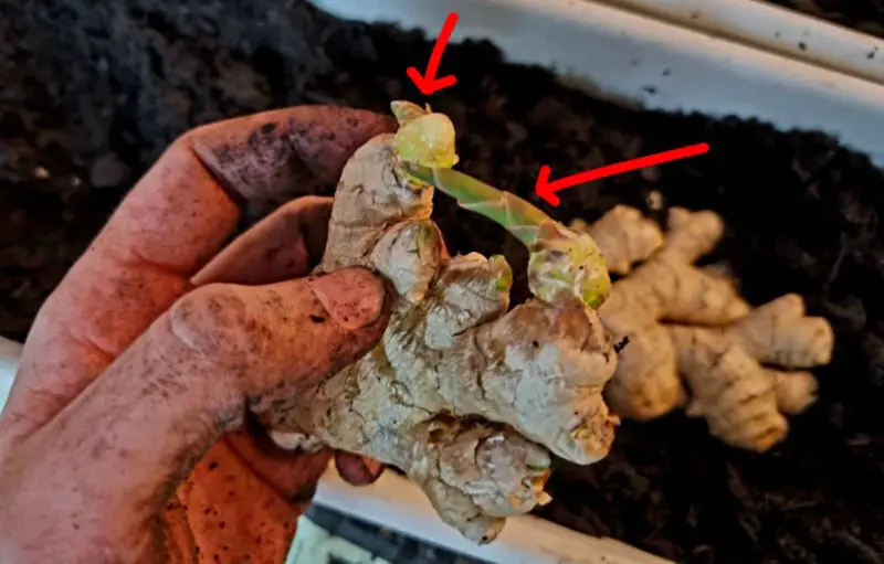 5 étapes pour faire pousser du gingembre 3 Gingembre pousses