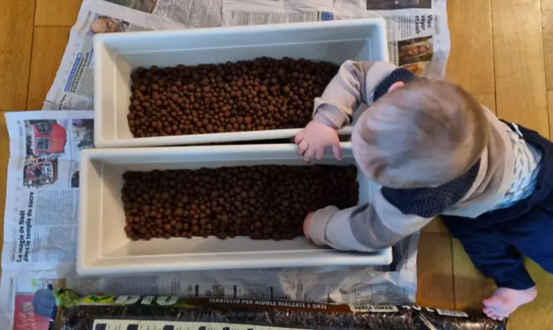 5 étapes pour faire pousser du gingembre 5 Enfant jardinage billes d'argiles