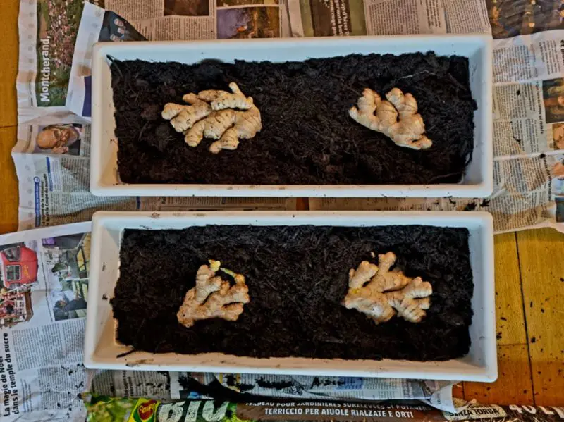 5 étapes pour faire pousser du gingembre 6 Gingembre planté