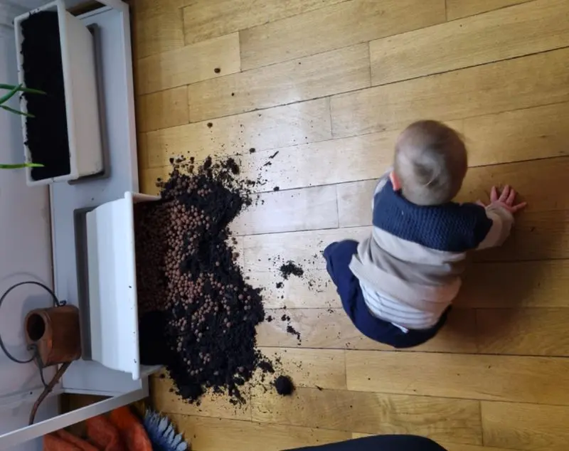 5 étapes pour faire pousser du gingembre 7 Enfant pot renversé