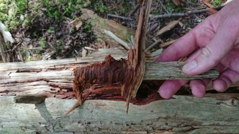 Le fatwood se cache dans la zone rouge/brun à la base de la branche