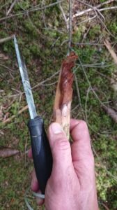 À gauche, le bois pourri ou non chargé en résine a été enlevé pour accéder au fatwood. À droite, il reste du bois pourri, de couleur rouge-brun.