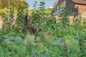 potager de printemps/