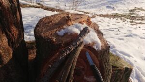 Ces deux grosses souches de mélèze se prêteront très bien comme surface d’appui