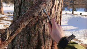 Bâtonnage contre le tronc d’un arbre