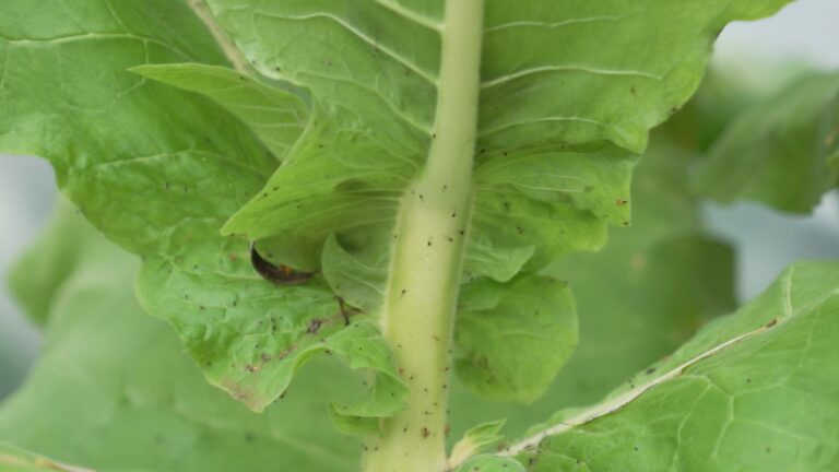 plants de tabac sécrètent un liquide