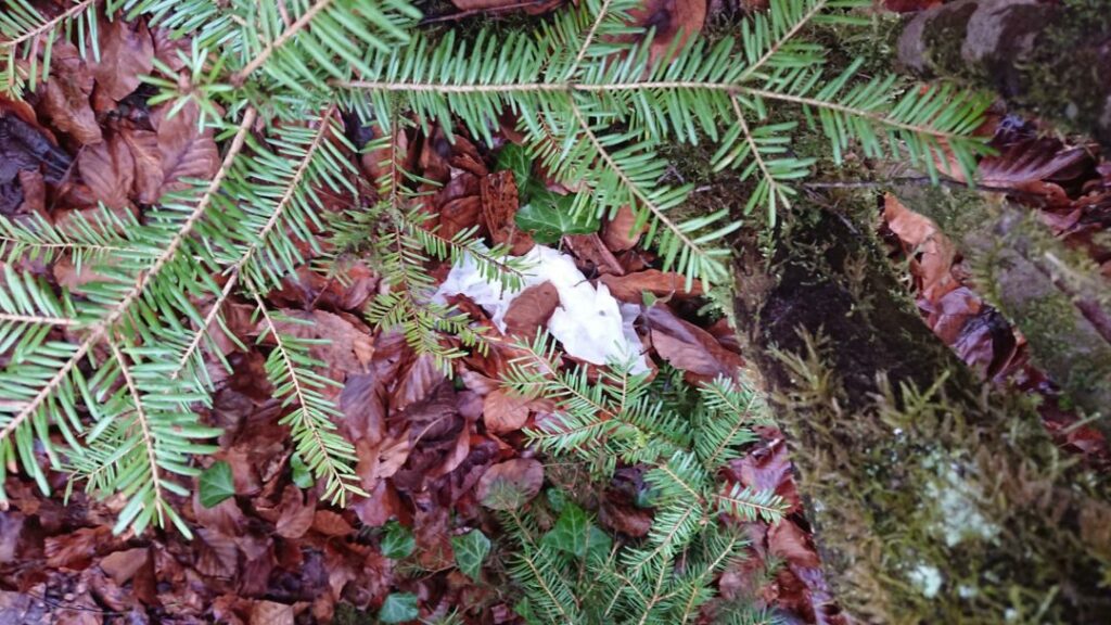 Beurk ! Les restes de papier toilette par terre dans les bois ça m’éneeeeeeeeeeerve !!!