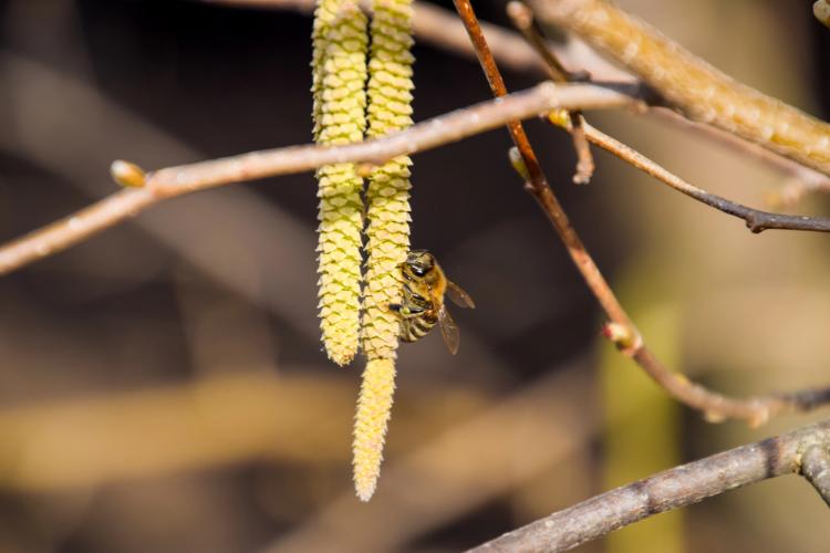 Abeille qui collecte le pollen des fleurs de noisetier