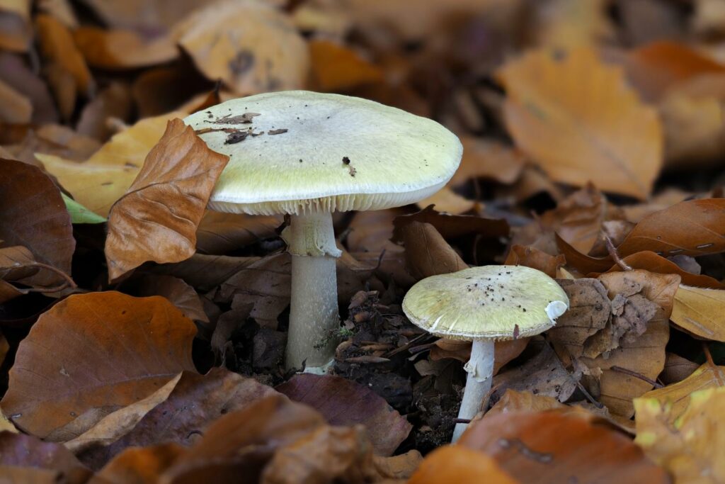 Morsures, piqûres, empoisonnements en excursion : comment les éviter, se soigner et se préparer 5 Amanite phalloïde