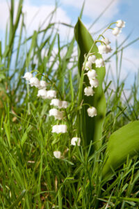 Muguet en fleurs