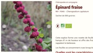 L'épinard fraise