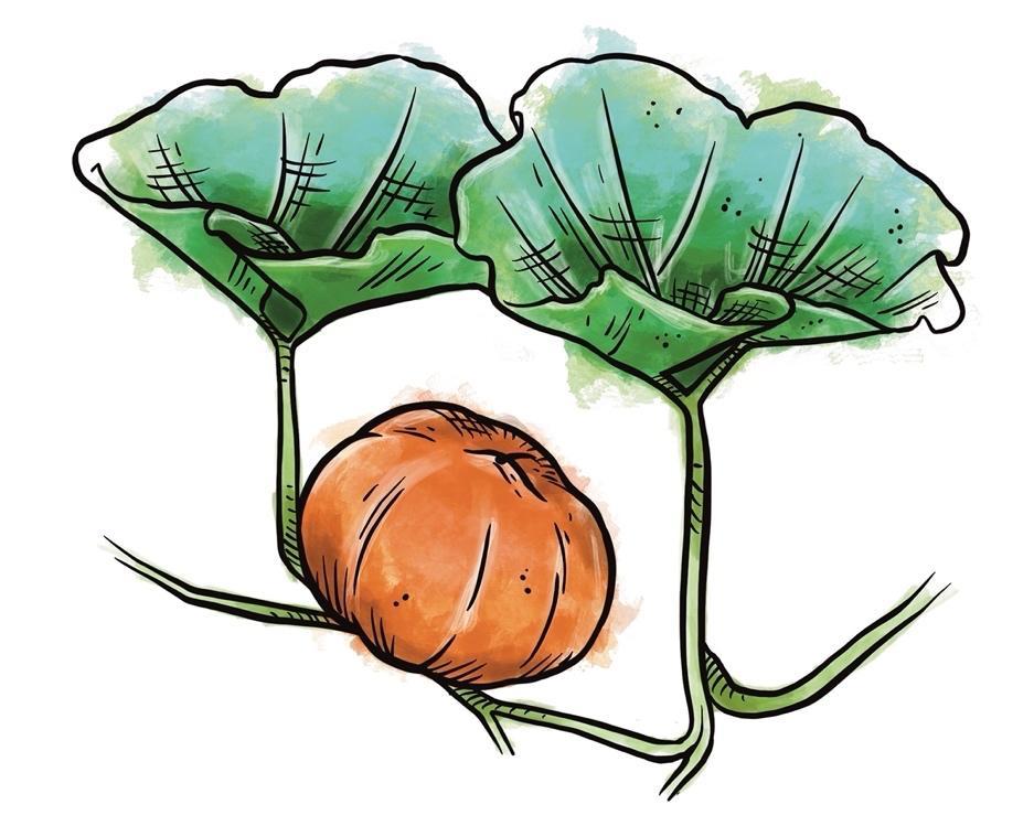 Les rotations de culture 1 légumes gourmands et régénérants