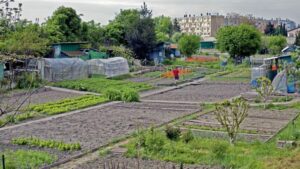 Un potager en ville