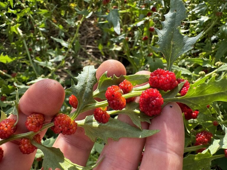 épinards fraises