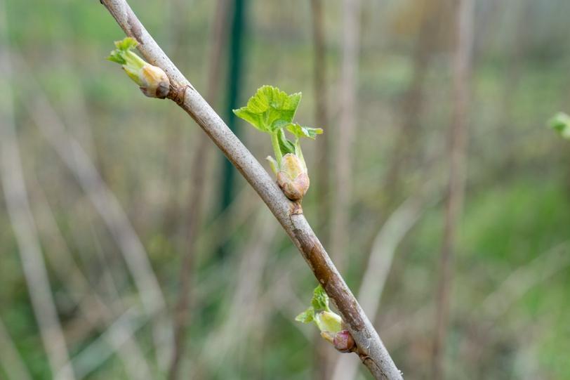 À la découverte des merveilles de la gemmothérapie 3 Bourgeons de cassis