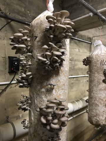 Des champignons dans la cave