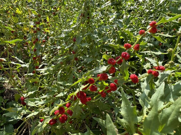 épinards fraises