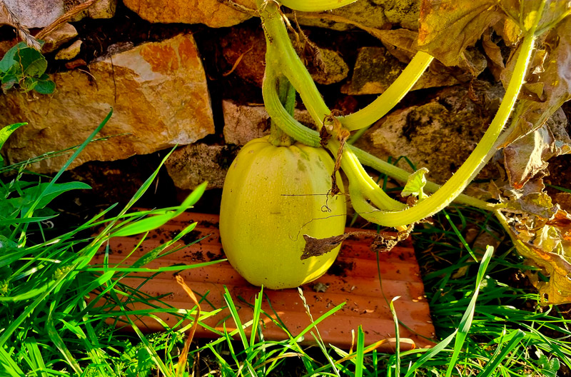 Isole tes courges du sol humide