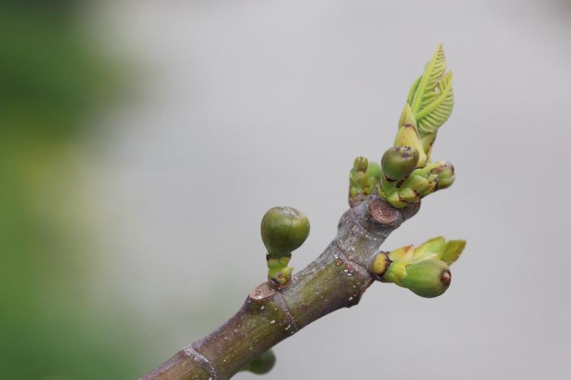 À la découverte des merveilles de la gemmothérapie 4 Bourgeons de figuier.