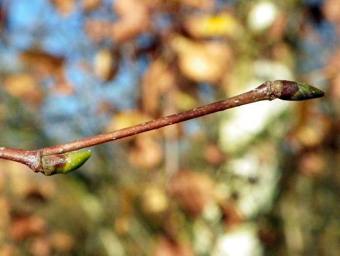 À la découverte des merveilles de la gemmothérapie 6 Bourgeons de bouleau