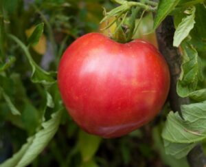 Comment récolter et conserver ses graines ? 3 tomates mure